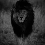 David Amer - Facebook