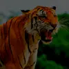 dávid amzler - @davidka_amzler10 - TikTok