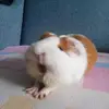 DavidHamster - @davidhamster19 - TikTok