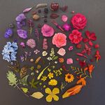 Erik David Amundsen - @thebotanictableofelements - Instagram