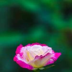 Santosh David Santosh David - @santoshdavidsantoshdavid - Instagram