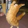 davidapperley273 - @davidapperley273 - TikTok