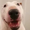 david apps - @davidapps1 - TikTok