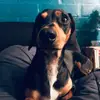 David Araos - @davidaraos09 - TikTok