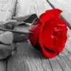 David Asmar - @davidasmar - TikTok