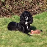 David Asquith - @harry_of_northumberland - Instagram