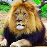 David_KING - @davidatisalika - Instagram
