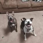 Zachary David Thaddeus Peart - @zacattack1390 - Instagram