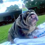 David Autry - @bubbasbulldogs - Instagram