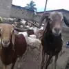 davidazure123 - @davidazure123 - TikTok