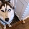 davidbabiarz - @kodythehusky - TikTok