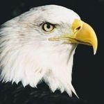 David Badami - @badamidavid - Instagram
