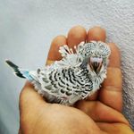 David Badia - @davidbadiad - Instagram