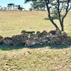 David Mbaima - @david.mbaima - TikTok