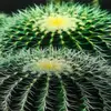 David Bald - @david.bald8 - TikTok