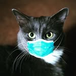 David bani - @breedin_cats_dogs - Instagram