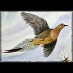 David Bani - @wedo09977 - Instagram