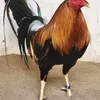 David Bao - @davidbao20 - TikTok