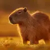 DAVID BARA - @david.19999 - TikTok