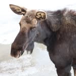 David Barski - @moose_rider1 - Instagram