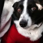 David Barton - @leicaidog - Instagram