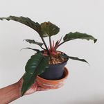 David Bascombe - @davidbascombe65 - Instagram