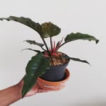 David Bascombe - @davidbascombe65 - Instagram