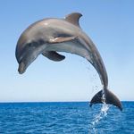 @basin.dolphin.davidkovo - Instagram
