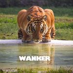 David Battenberg - @heckling_nature - Instagram