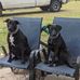 David Baugus - Facebook