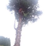 David Bayes - @bayes_trees_services - Instagram