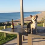 David Bayes - @olliedoesaus - Instagram