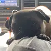 davidbeaneswife - @davidbeaneswife - TikTok