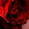 DAVID BEARD - @david.beard80 - TikTok