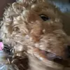 David Becker - @david.becker244 - TikTok
