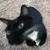 David Beckman - @david.beckman2 - TikTok