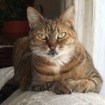 David Bedsole - @dabatmandave - Instagram
