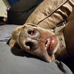 David S Beisler - @thebeez131 - Instagram