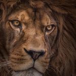 @david_bendeliani_56 - Instagram