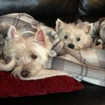 David Beswick - @david.beswick.583 - Instagram