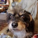 David Bidwell - @friendofmuppet - Instagram