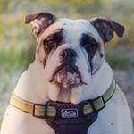 David Birdsong - @dvdbrdsng - Instagram