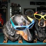 David Bitner - @dachshund_dr - Instagram