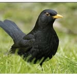 Dave - @david_blackbird - Instagram