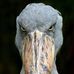 David Blackbird - Facebook