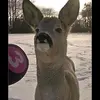 Dav1d🗿🗿🗿🗿 - @david.blaschke7 - TikTok