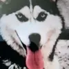 Boaghe David - @boaghedavid - TikTok