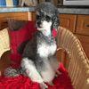 David Boast - @david.boast - TikTok