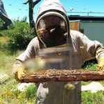 David & Bobbie Behlen - @behlenbees - Instagram