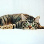 David Bobic - @bobic.david - Instagram